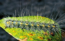 Picture of Webworm