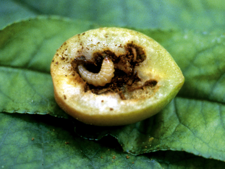 Plum Weevil