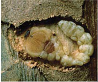 Flatheaded Wood Borer