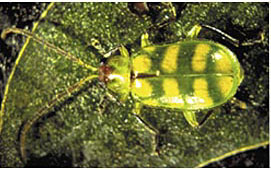 Banded Cucumber Beetle