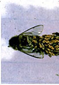 Male Bagworm