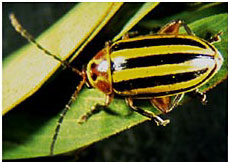 Flea Beetle