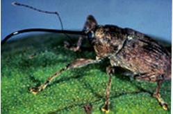 Weevil