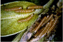 Diamondback moths