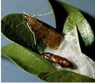 Genista Caterpillar