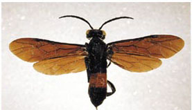 Sawfly