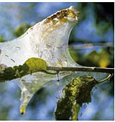 Tent Caterpillar webs