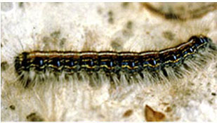 Tent Caterpillar