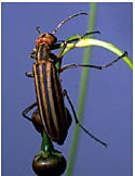 Stripped Blister Beetle