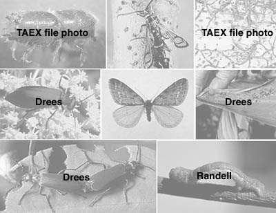 Picture of Chewing Insects Photo credits page2