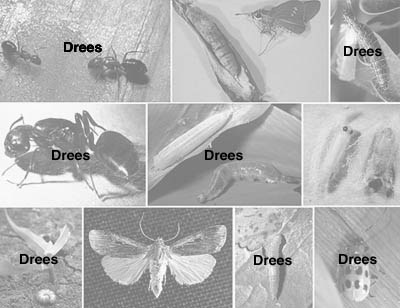 Picture of Chewing Insects Photo credits page3