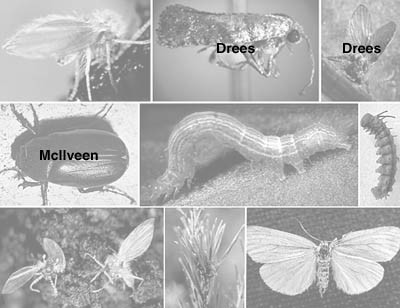 Picture of Chewing Insects Photo credits page 7