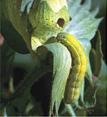 Armyworms