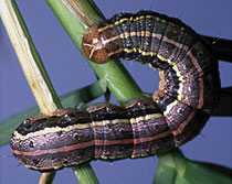 Armyworms