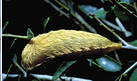 Puss caterpillar, asp or flannel moths