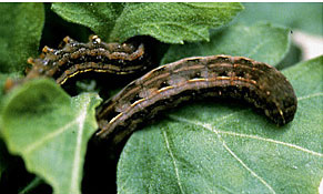 Armyworms