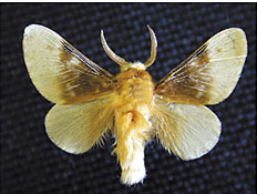 Puss caterpillar, asp or flannel moths