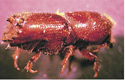 Bark beetles