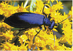 Blister beetles