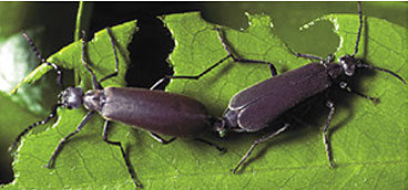 Blister beetles