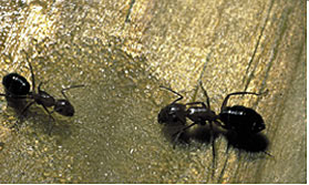 Carpenter ants