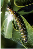 Genista Caterpillar