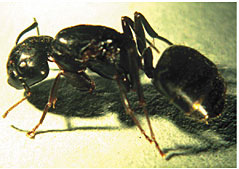 Carpenter ants