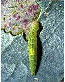 Diamondback moths