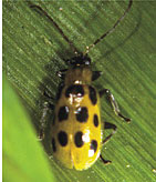 Cucumber beetles