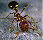 Fire ants