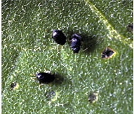 Flea beetles