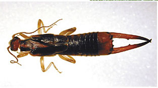 Earwigs