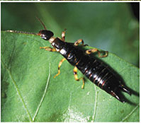 Earwigs