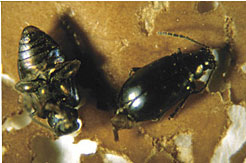 Flea beetles