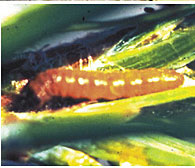 Nantucket pine tip moth