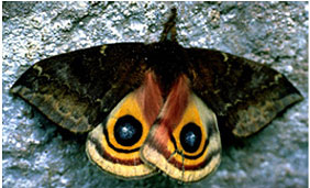 io moth