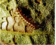 Saltmarsh Caterpillar