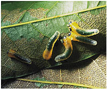 Sawflies and rose slugs