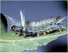 Tussock moth