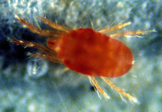 Spider Mite