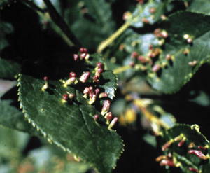 Picture of a Nipple Gall