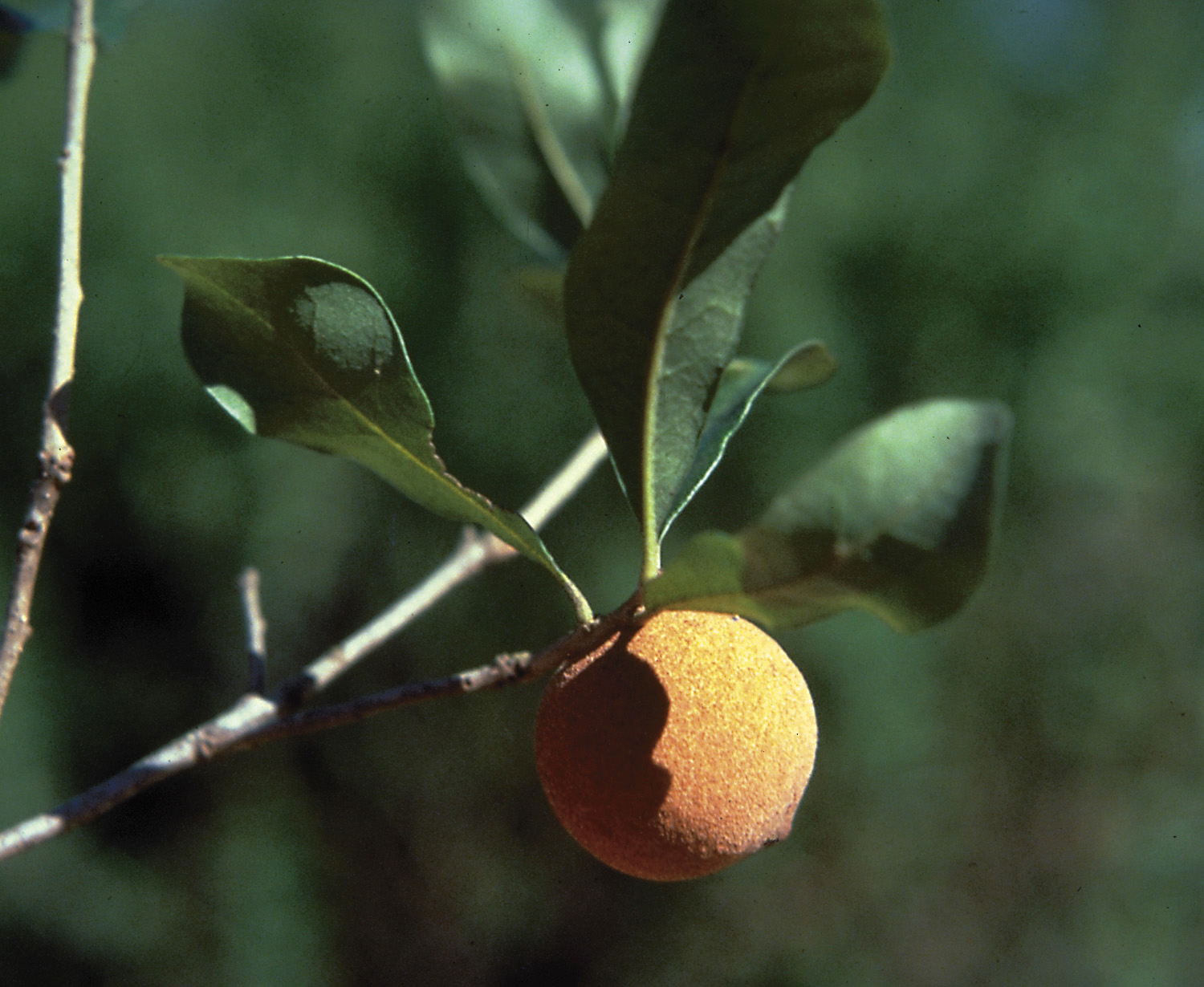 Oak Gall