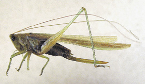 Picture of a Katydid
