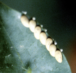 Picture of Katydid eggs