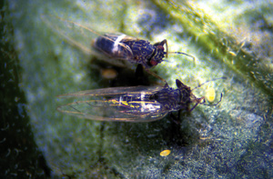 Picture of Potato Psyllid