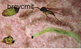 Fungus gnats (Sciarids)