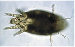 Broad mites and cyclamen mites