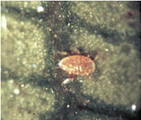 Broad mites and cyclamen mites