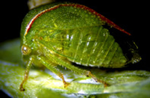 Picture of threecornered Alfalfa Hopper