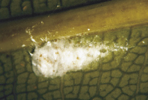 picture of Mealybug eggs